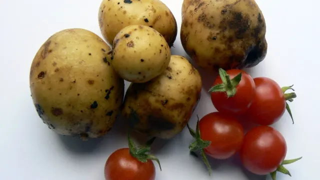Ученые составили семейное древо картофеля и томатов