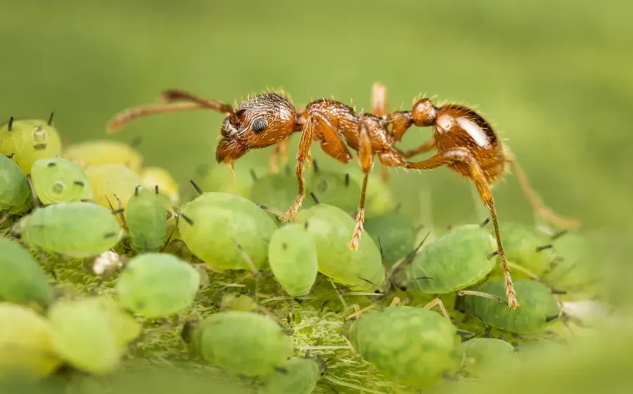 Nature: муравьиные куколки выделяют влияющие на поведение психоактивные вещества