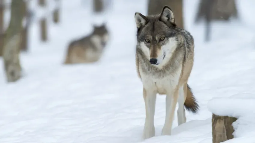 Animal Cognition: волки различают людей по голосу, как домашние собаки