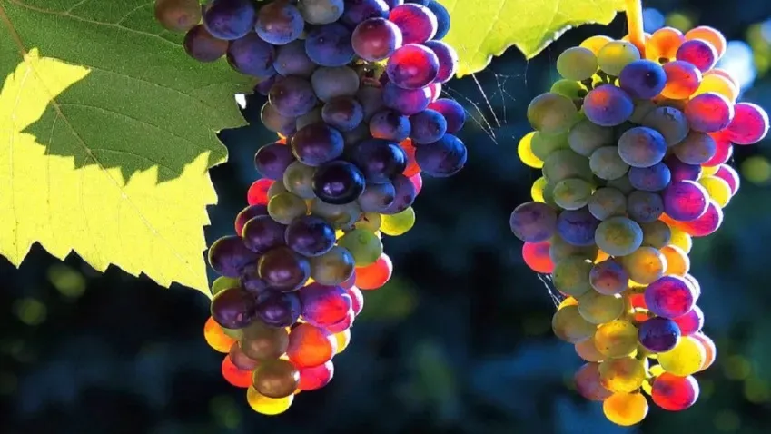 «ИноСМИ»: Диетологи рассказали о неожиданной опасности винограда