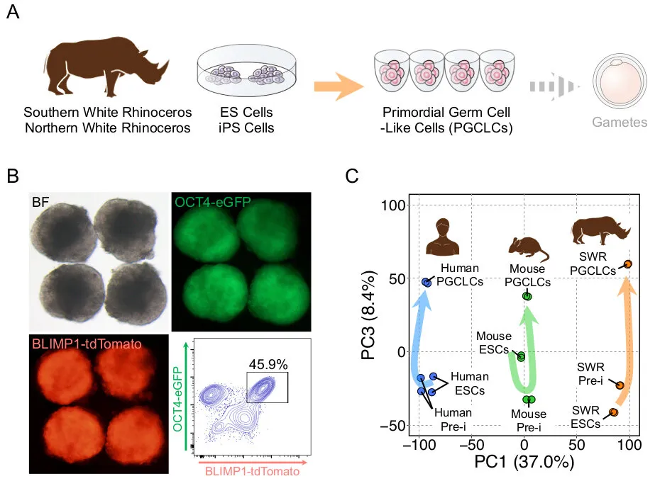 Фото: Science Advances