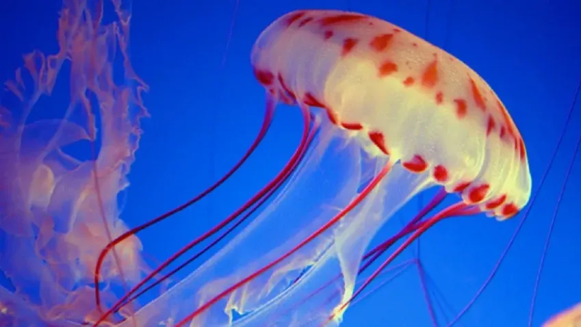 Японские ученые открыли новый вид медуз с красным крестом и необычными ядами