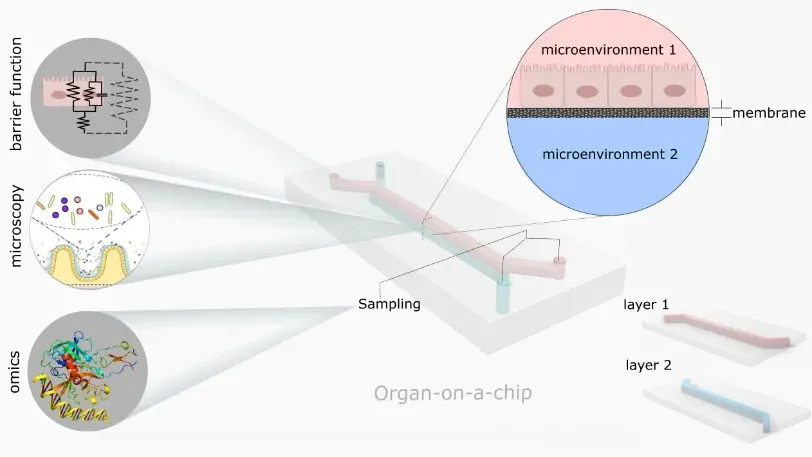 Устройство "орган на чипе" моделирует реалистичные образцы тканей человеческих органов