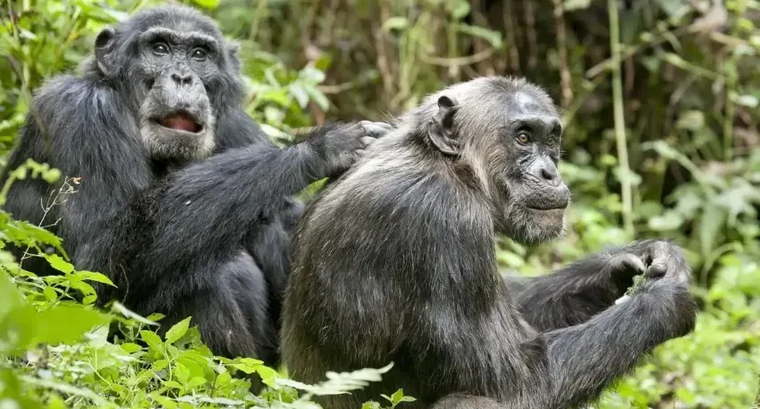 Исследователи смогли выявить сложный и богатый язык шимпанзе