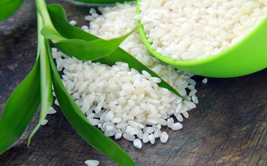 Японские ботаники из Университета Окаяма создали нетоксичную версию риса