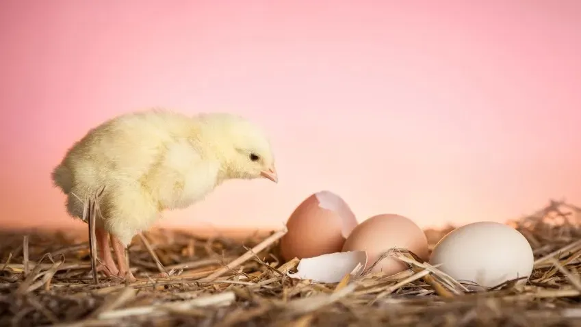 Ученые с помощью генной инженерии создали яйца, которые являются гипоаллергенными и безопасными...