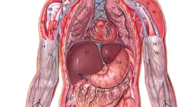 Найден способ предсказать, какие органы человека откажут первыми