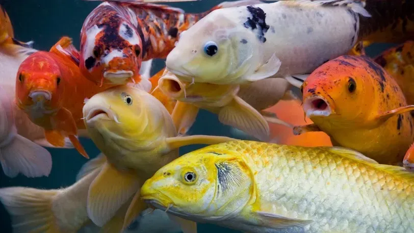 PNAS: Ученые выяснили, что рыбы умеют узнавать себя на фотографиях