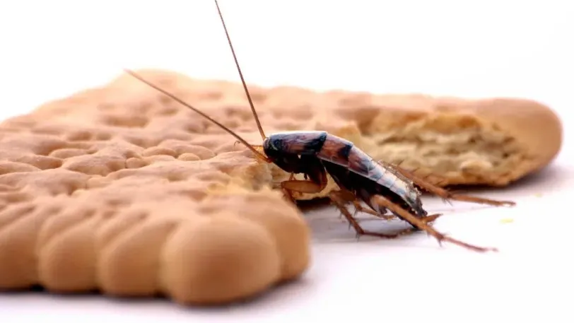 Мутанты-тараканы потеряли интерес к сладкому, но столкнулись с проблемами в половой жизни