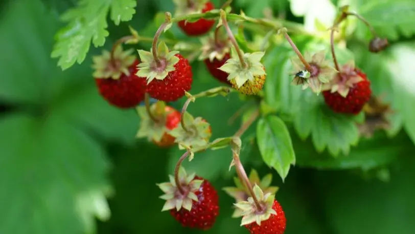 Врач Соломатина назвала сезонную ягоду, которая замедляет старение и нейтрализует раковые клетки...