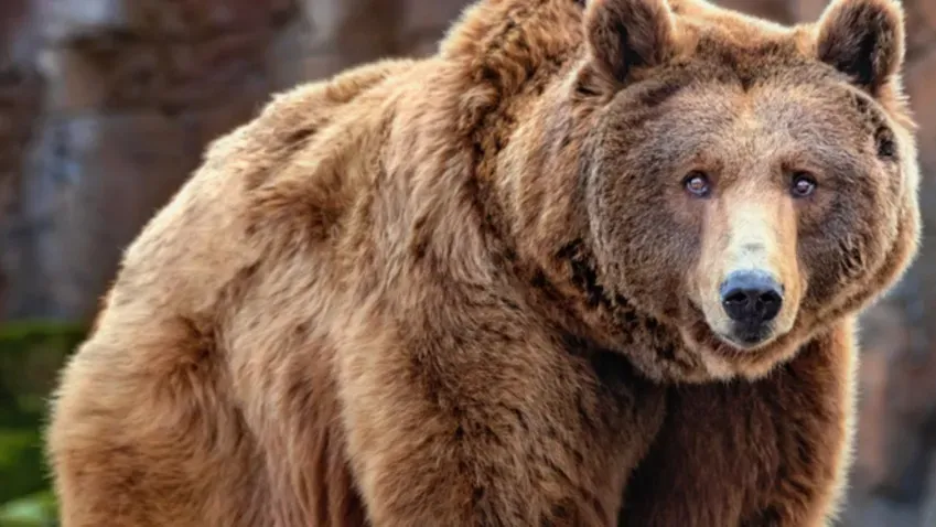 Врач РФ Александр Лукашев назвал мясо медведя самым опасным для здоровья человека