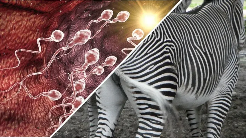 Математики обнаружили связь между полосками зебры и хвостами сперматозоидов