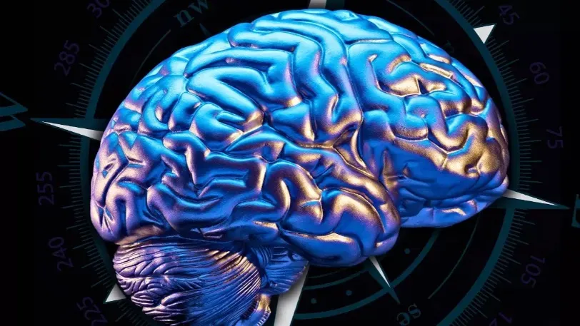 Ученые предложили использовать 3D-модель мозга, созданную ИИ, для инвазивной хирургии
