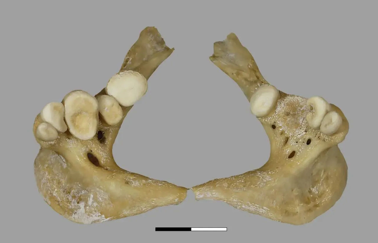 Фото: tau.ac.il