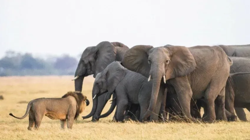 Дикие азиатские слоны решили головоломку, приблизив себя к высшим приматам