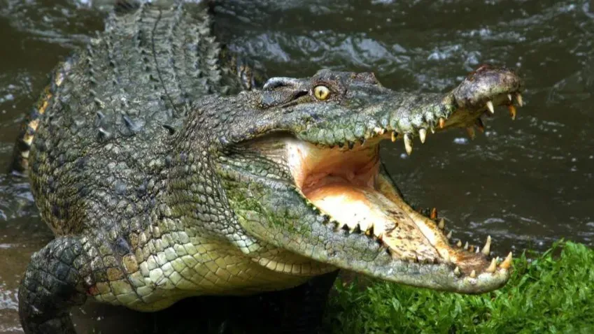 Секретное оружие крокодила против смертельных инфекций могло бы помочь человеку