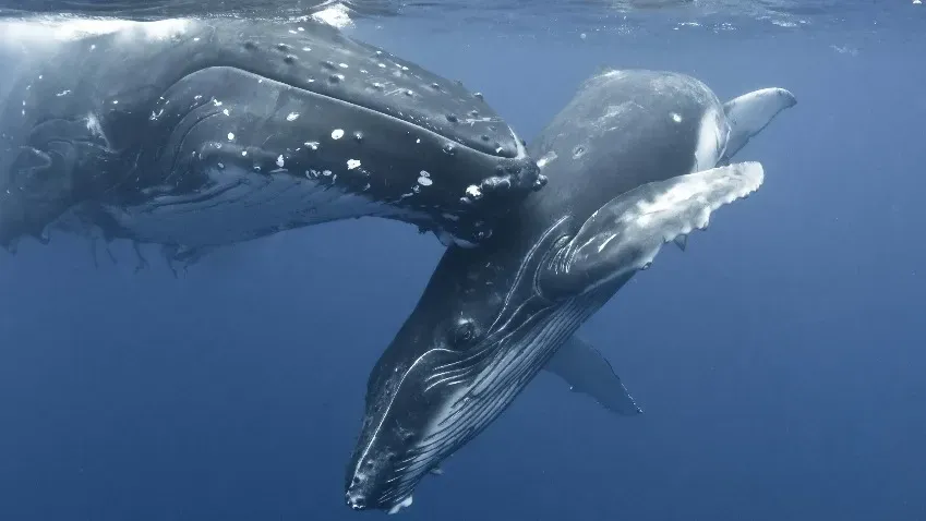 JMSE: горбатые киты устраивают спа-процедуры в песке для избавления от паразитов
