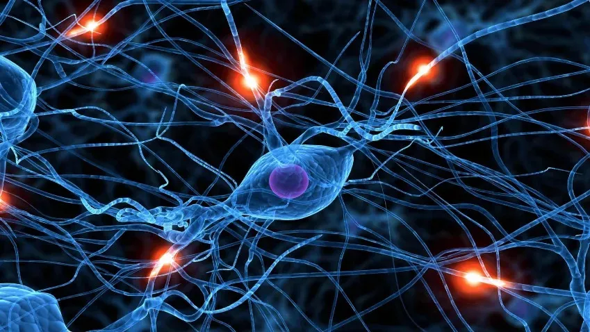 Cell Reports: эксперты доказали молекулярное сходство шизофрении и биполярного расстройства
