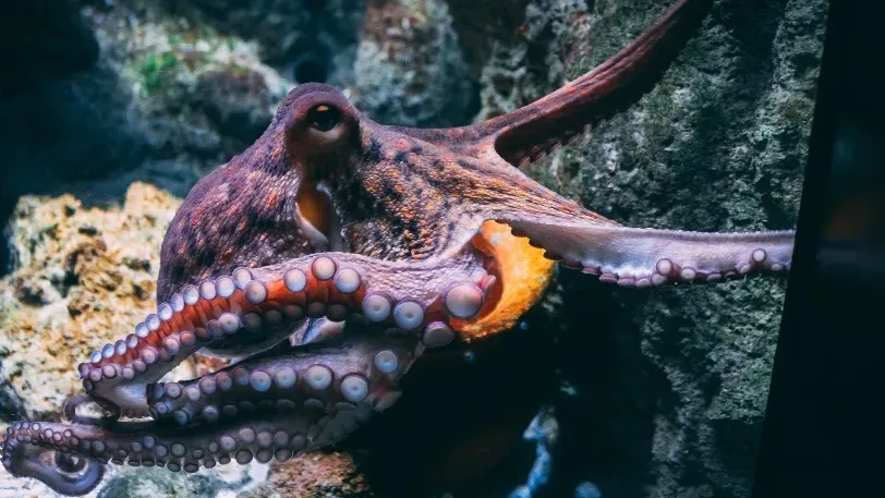 Current Biology: Ученые создали модель управления движениями щупальца осьминога