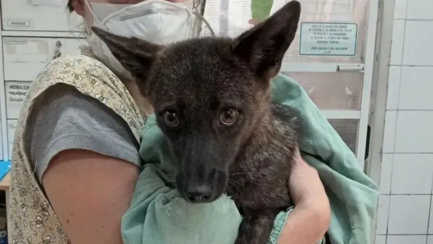 Animals: Любопытная собака из Бразилии оказалась первым в своем роде гибридом