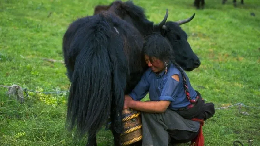 Исследователи определили период, когда элитные люди Монгольской империи пили молоко яка