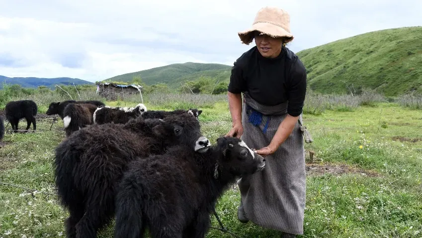 Scientific Reports: древние жители Северо-Восточной Азии разводили яков на мясо
