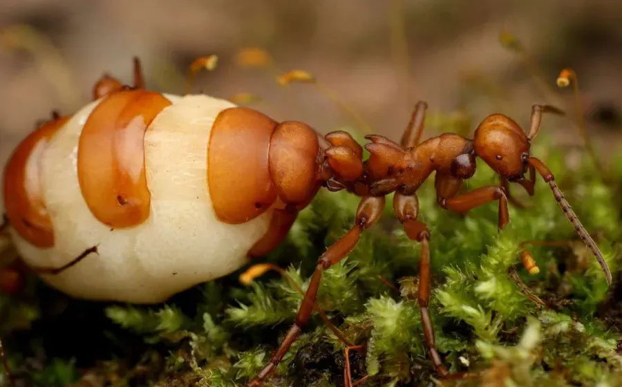 Биологи обнаружили, что муравьи делятся на рабочих и цариц ещё личинками