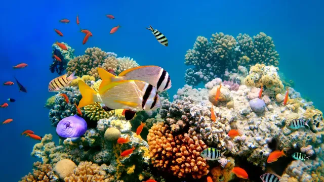 Учёные создали гель для оседания коралловых личинок