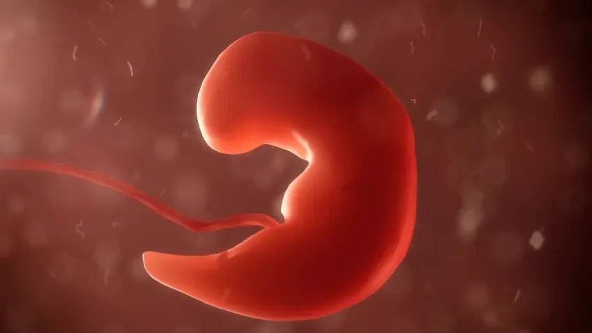 Выращенные в лаборатории 3D-эмбрионы обезьян дают уникальную информацию о раннем развитии
