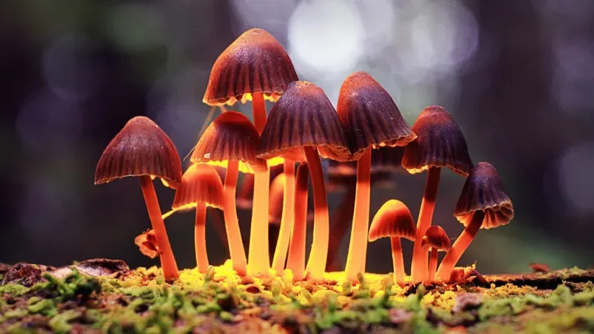 Ученые заявили о возможном действии галлюциногенных грибов для лечения депрессии