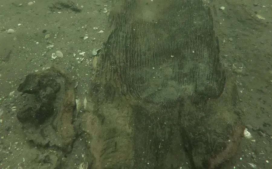 В Висконсине археологи обнаружили 3000-летнее каноэ