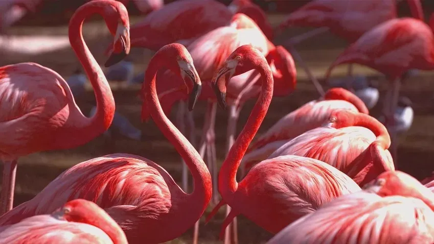 Ученые выяснили, что характер фламинго позволяет им создавать социальные сети в стаях