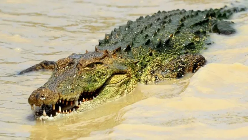 Times Live: в ЮАР крокодилы убили пророка, молившегося около реки