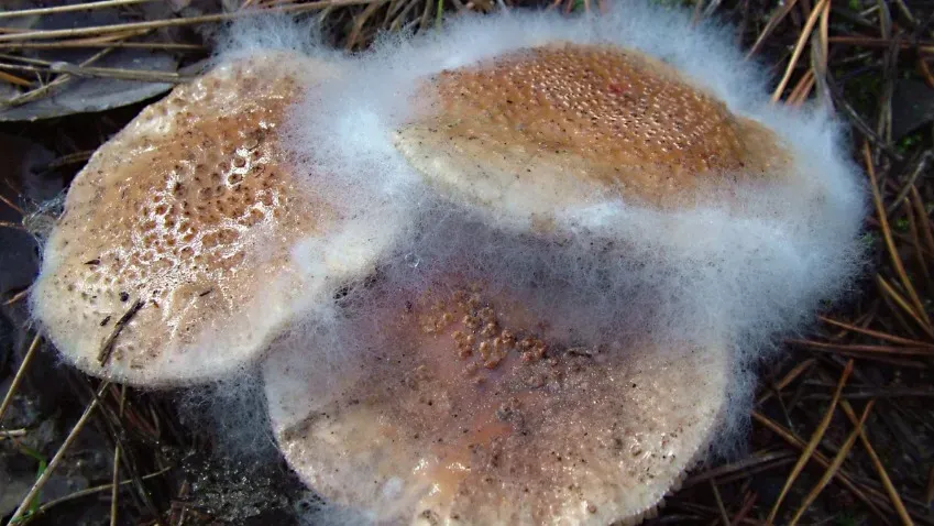 Ecosphere: Раскрыт потенциал микоризных грибов в борьбе с изменением климата