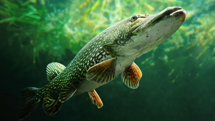 Любопытство рыб способствует разнообразию видов в мире водных обитателей