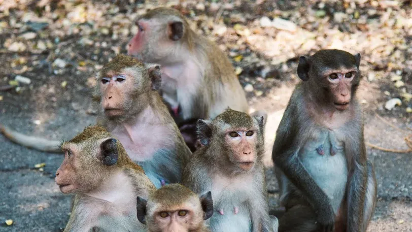 Учёные рассказали, почему эпидемия оспы обезьян пошла на спад до вакцинации