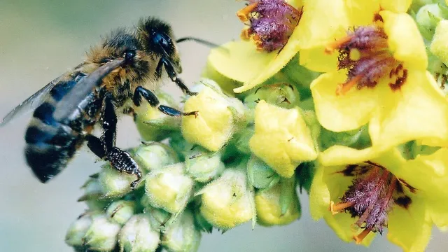 Сибирские пчелы были найдены биологами с целью сохранения их вида