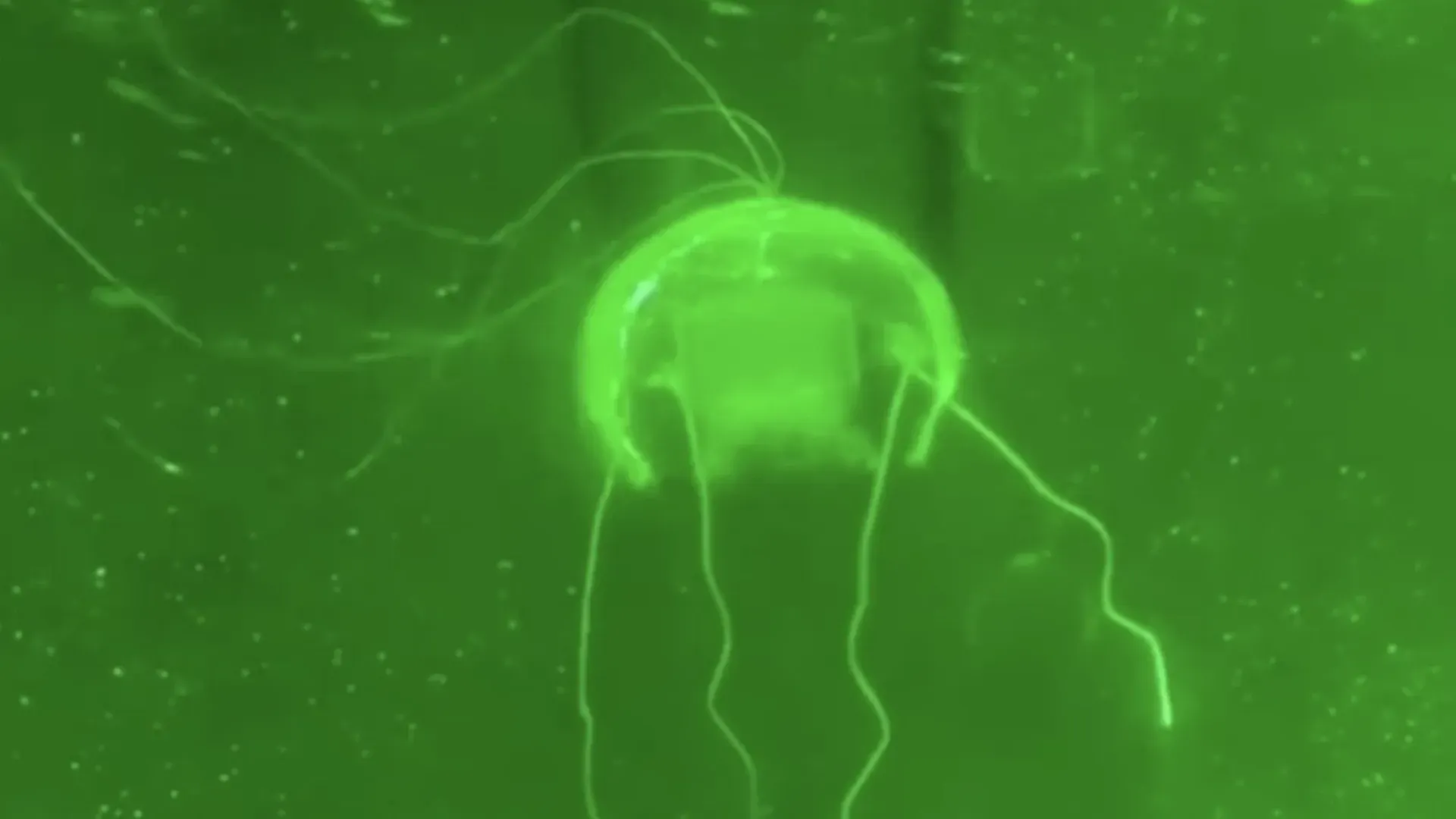 Китайский робот-медуза исследует глубины, как живое существо