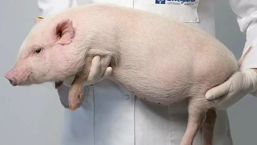 Обезьяна прожила 758 дней с почкой генно-модифицированной карликовой свиньи