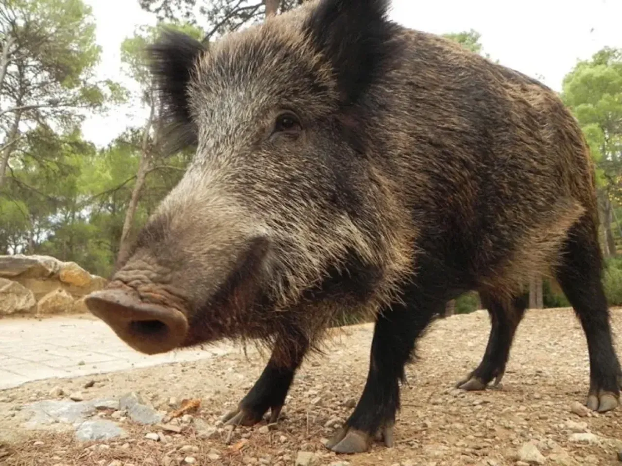 Woman boar. Вепрь секач. Кабаниха самка кабана. Европейский кабан.