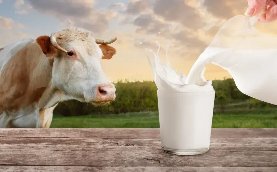 В Китае коровы производят человеческое грудное молоко