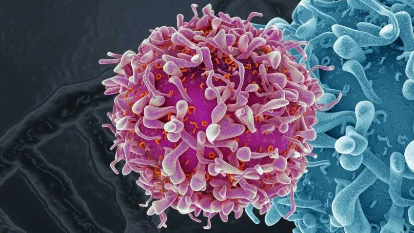 Medical Xpress: иммунные клетки, находящиеся в мозге, могут провоцировать его повреждения