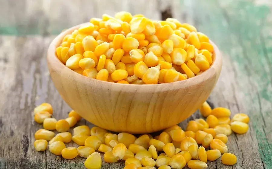 Биотехнологи ЮФУ установили, что алюминий повышает качество кукурузы