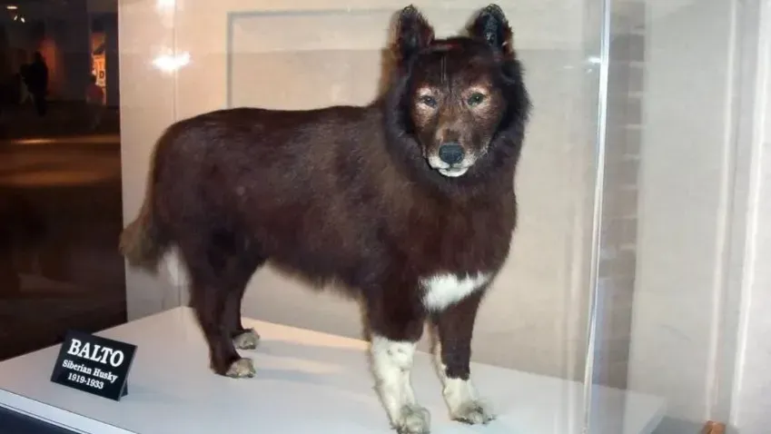 Science: в генах пса Балто, спасшего сотни жизней, обнаружили родство с сибирскими хаски
