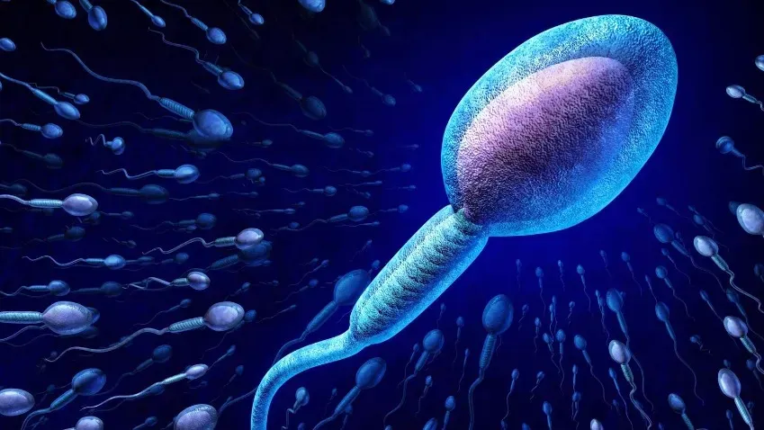 PRX Life: Сперматозоиды двигаются, нарушая третий закон Ньютона