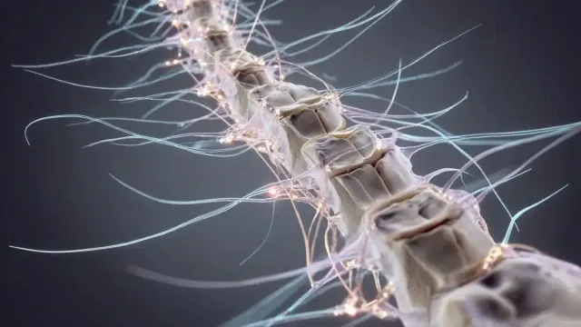 Создан РНК-имплант для восстановления спинного мозга
