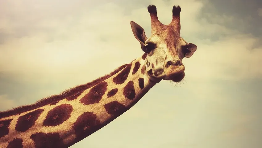 Mammalian Biology: Ученые разгадали загадку длинных шей у жирафов