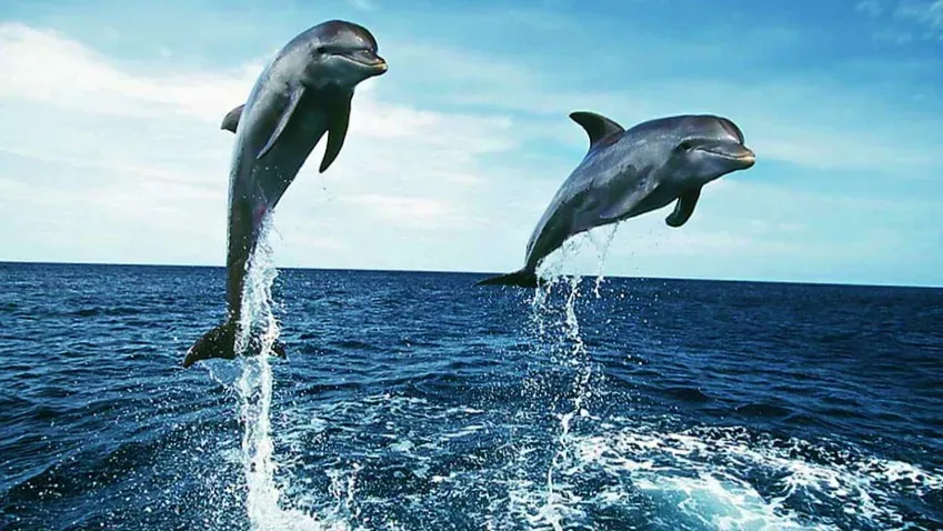 PLOS ONE: Опубликованы фото охоты с точки зрения дельфинов, ищущих подводные мины