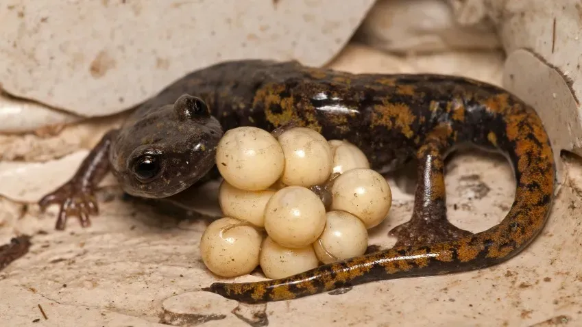 The New York Times: Вырубка лесов вынуждает адских саламандр-отцов пожирать своих детенышей