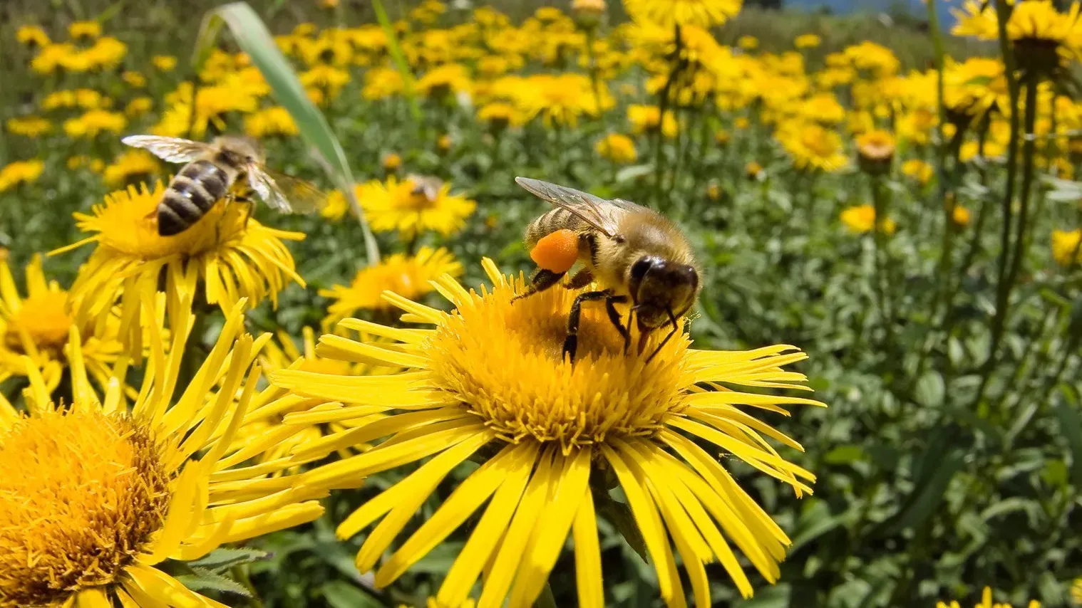 Frontiers: Учеными Йоркского университета определены полезные для пчел цветки